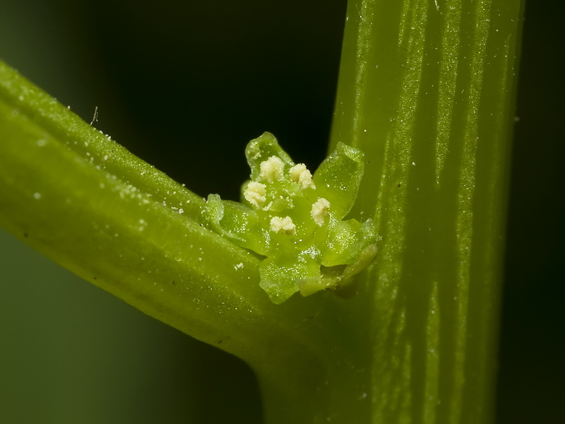 Patellifolia patellaris.11