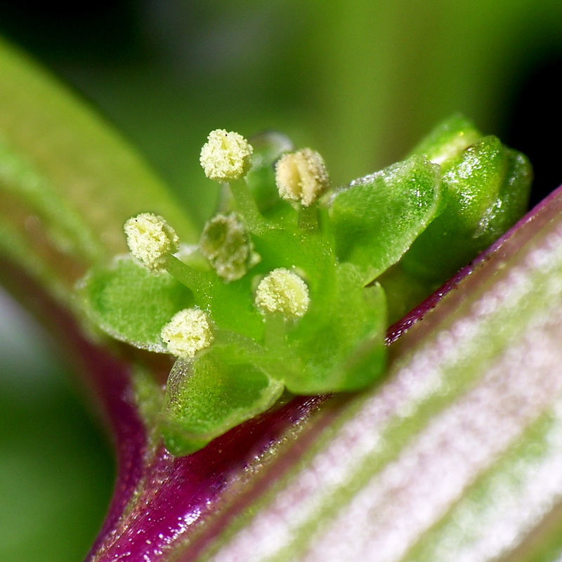Patellifolia patellaris.12