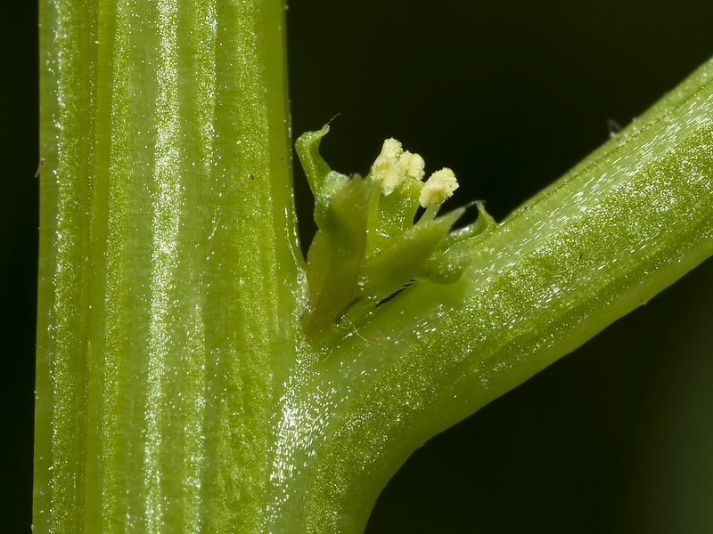 Patellifolia patellaris.14