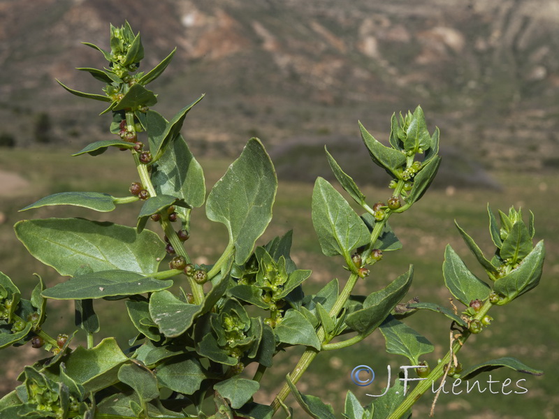 Patellifolia patellaris.17