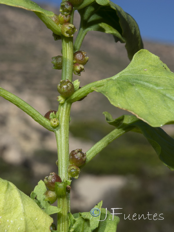 Patellifolia patellaris.20
