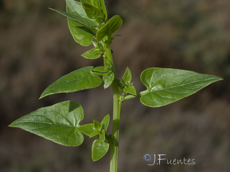 Patellifolia patellaris.19