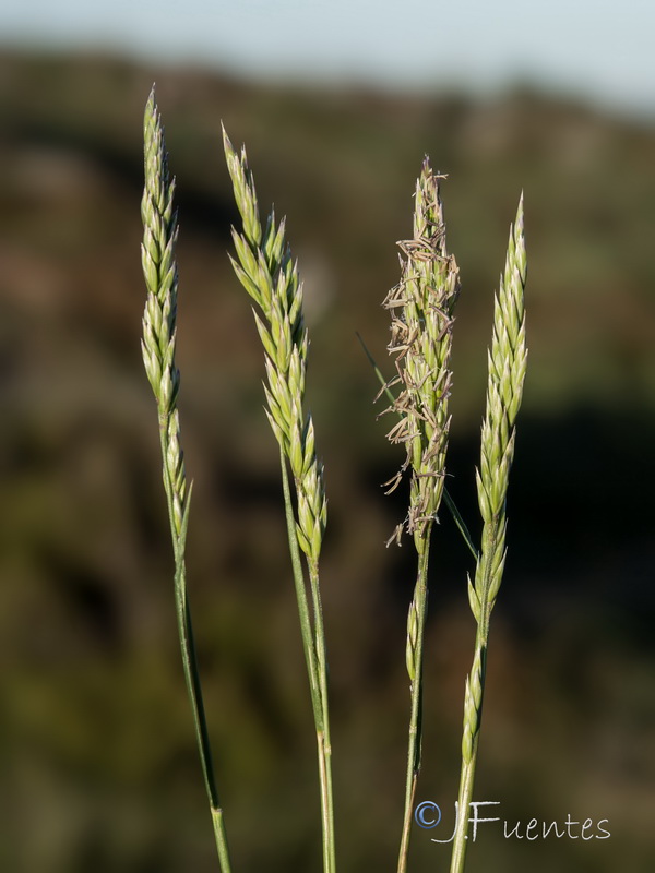 Patzkea coerulescens.01