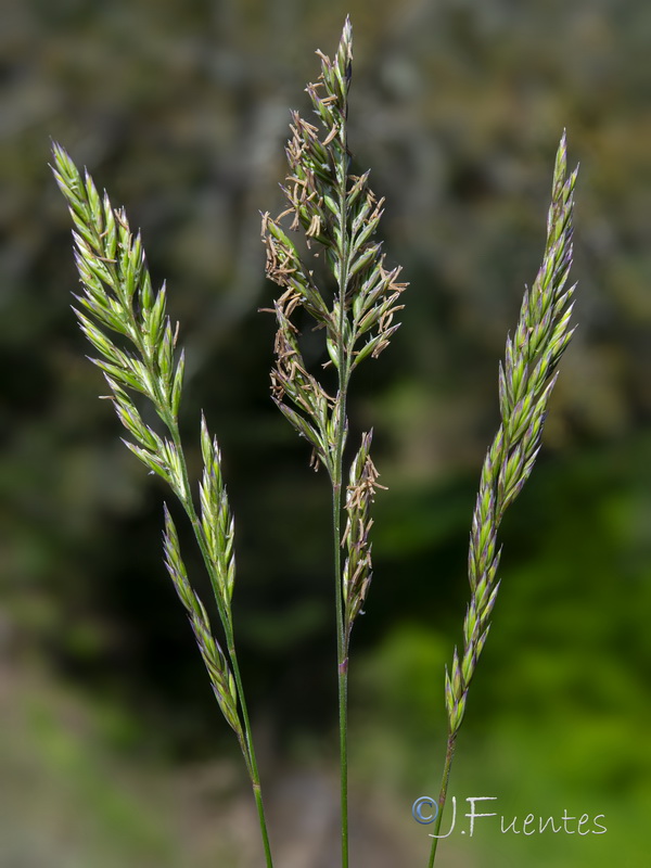 Patzkea coerulescens.02