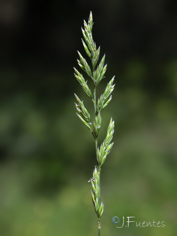 Patzkea coerulescens.03