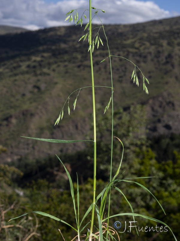 Patzkea patula.01