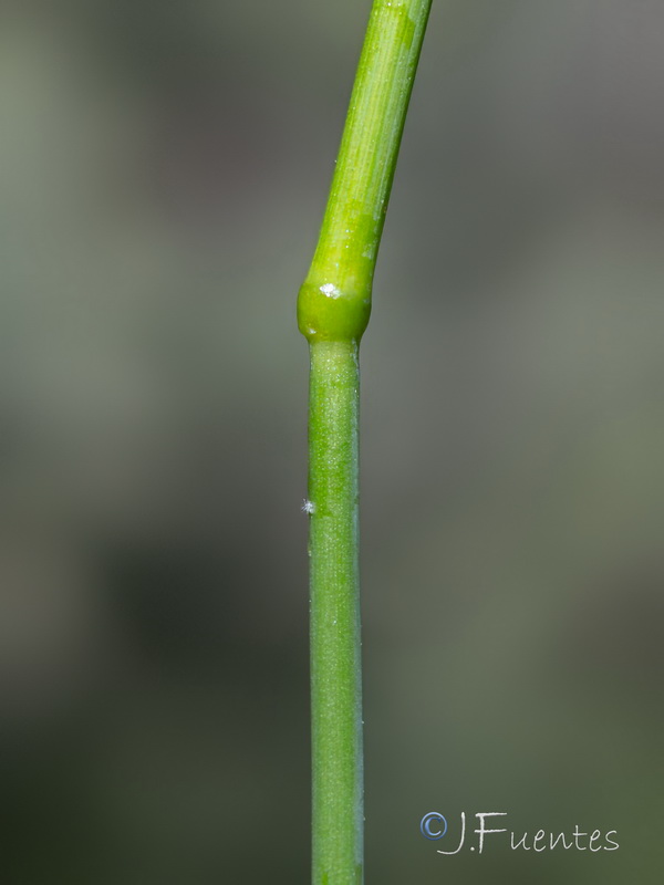 Patzkea patula.08