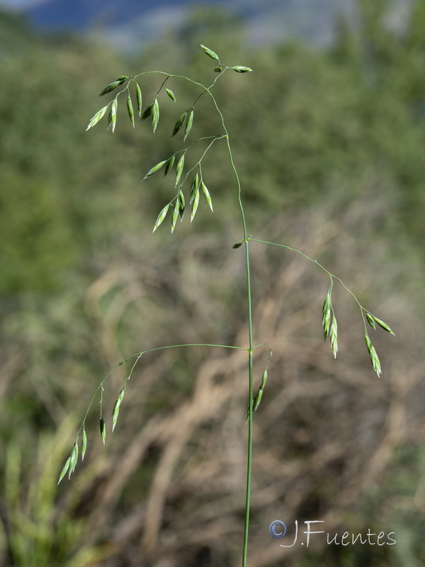 Patzkea patula.09