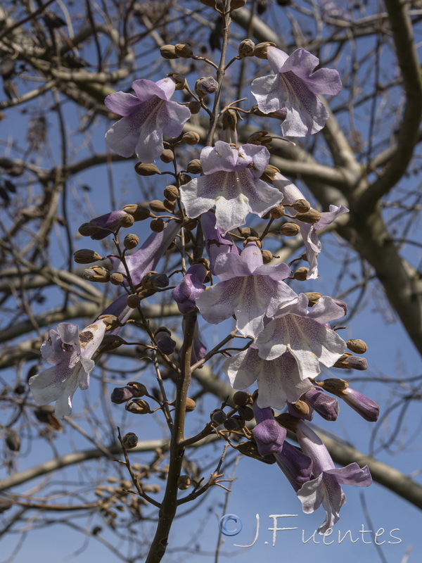 Paulownia tomentosa.01