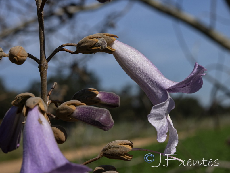 Paulownia tomentosa.02