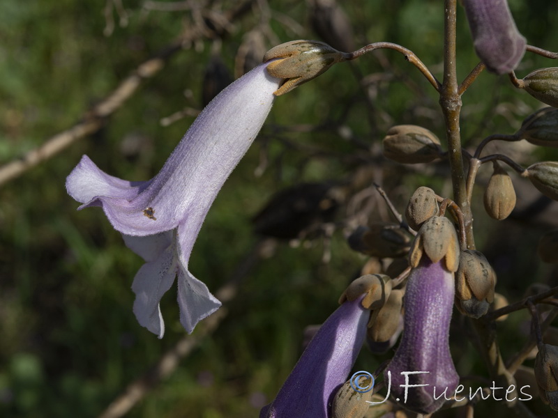 Paulownia tomentosa.03