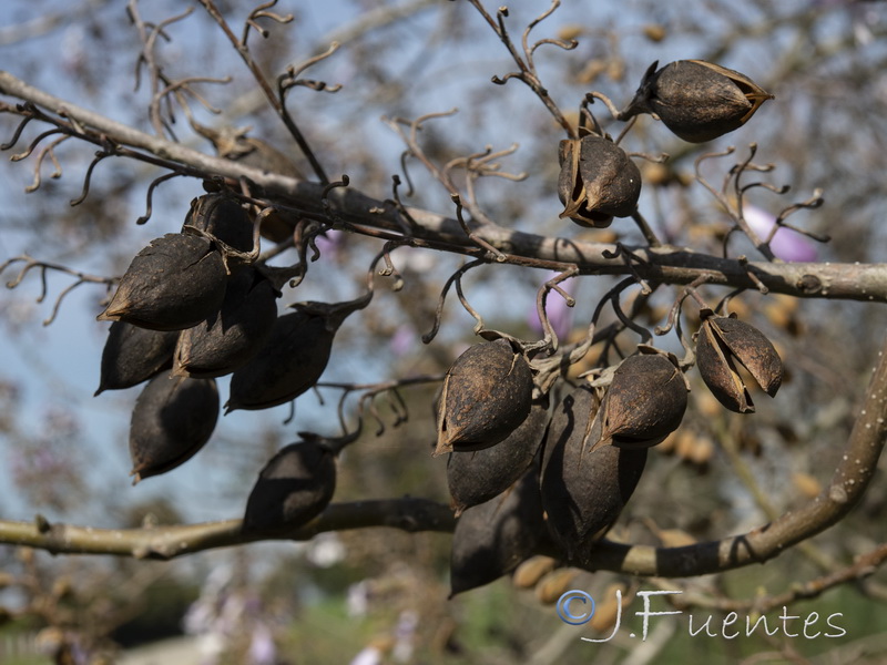 Paulownia tomentosa.04