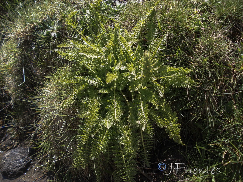 Pedicularis comosa nevadensis.03