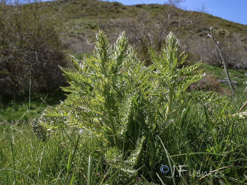 Pedicularis comosa nevadensis.05