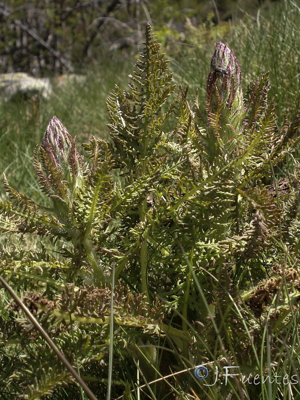 Pedicularis comosa nevadensis.06