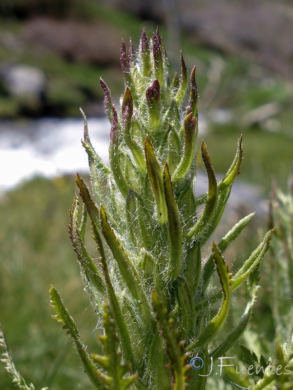 Pedicularis comosa nevadensis.08