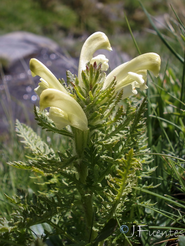 Pedicularis comosa nevadensis.10