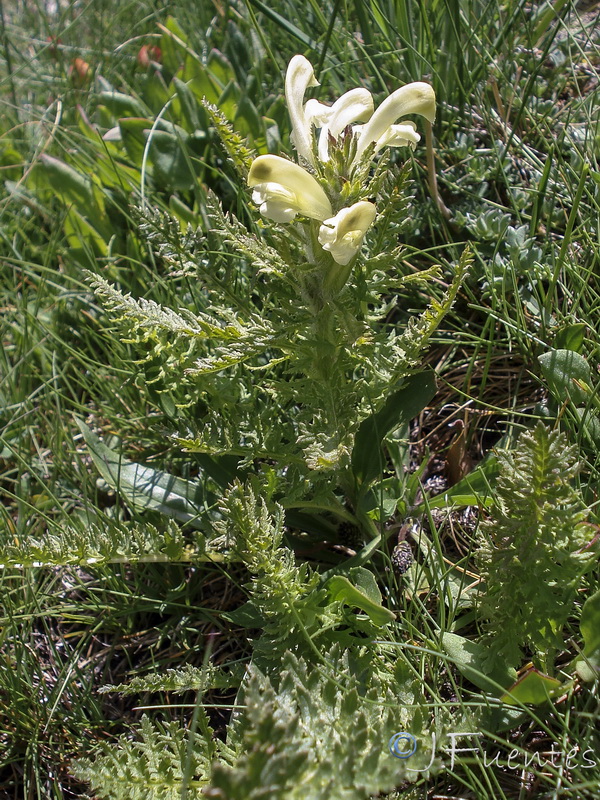 Pedicularis comosa nevadensis.11