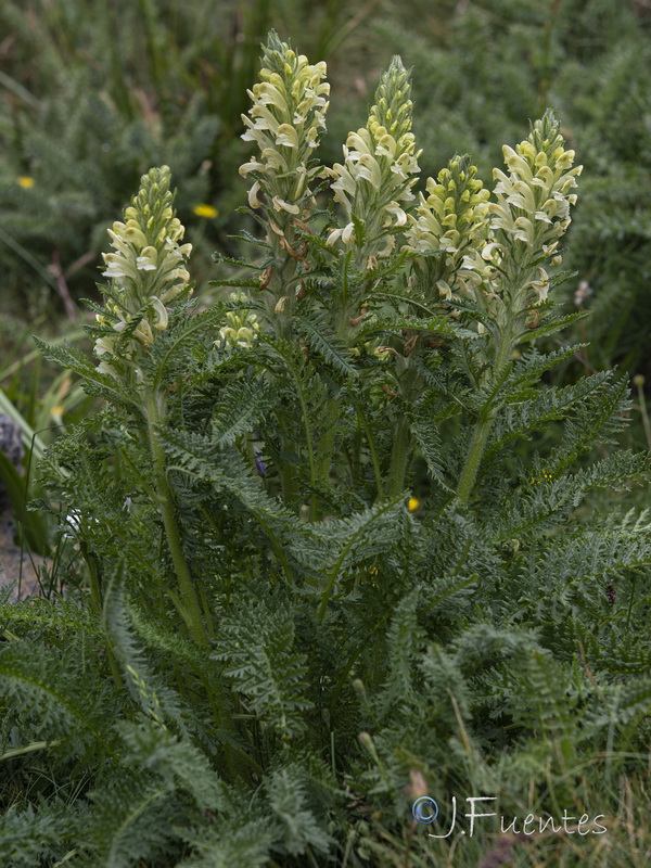 Pedicularis comosa nevadensis.18