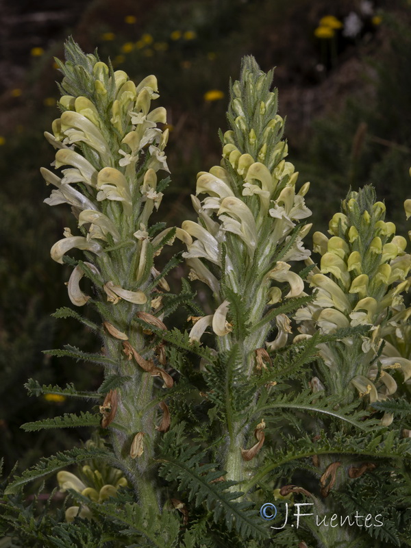 Pedicularis comosa nevadensis.20