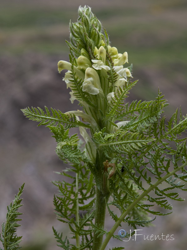 Pedicularis comosa nevadensis.22