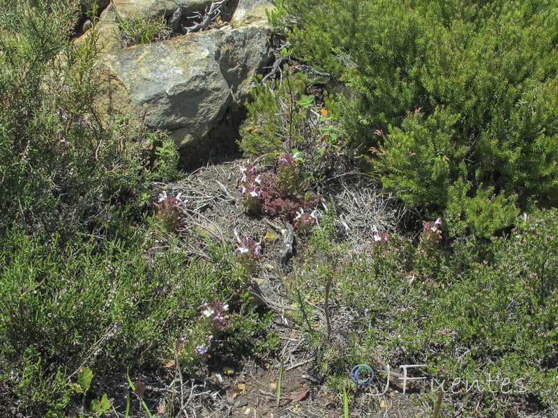 Pedicularis sylvatica lusitanica.01