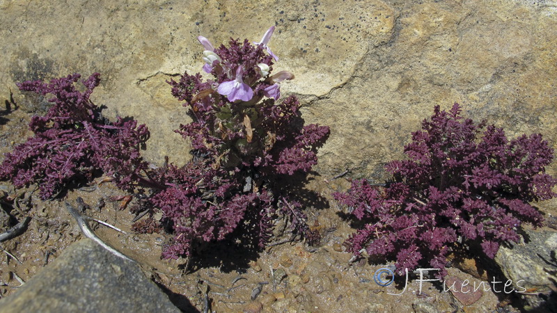 Pedicularis sylvatica lusitanica.02