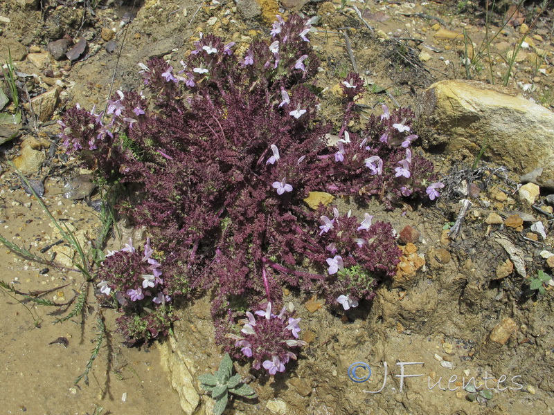 Pedicularis sylvatica lusitanica.03