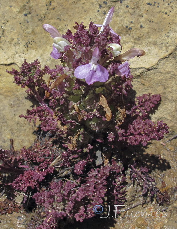 Pedicularis sylvatica lusitanica.05