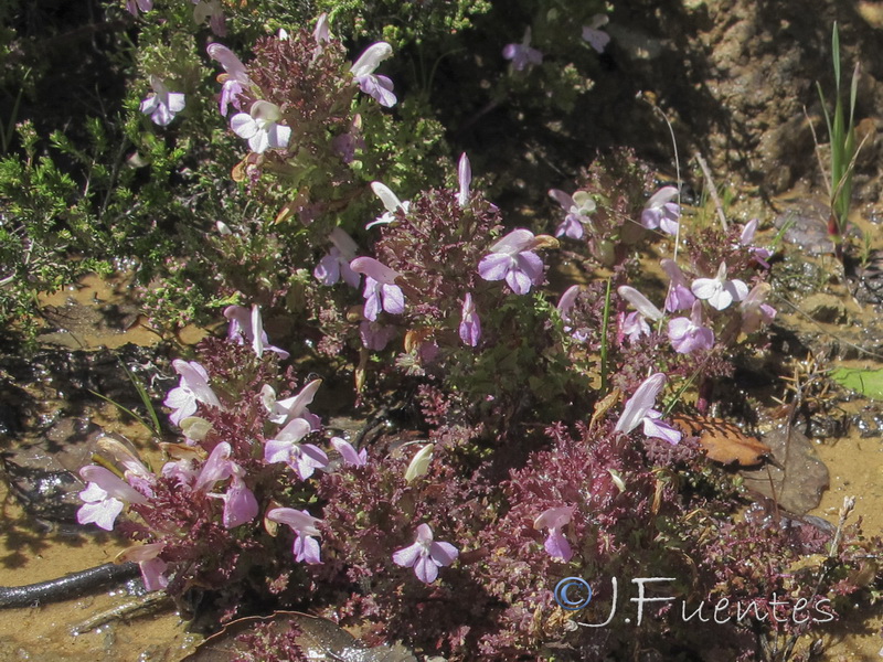 Pedicularis sylvatica lusitanica.06