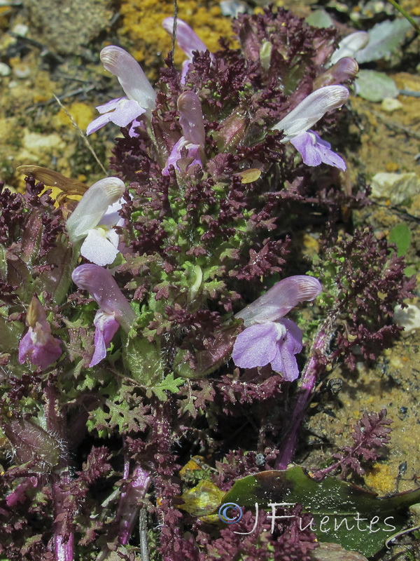 Pedicularis sylvatica lusitanica.07