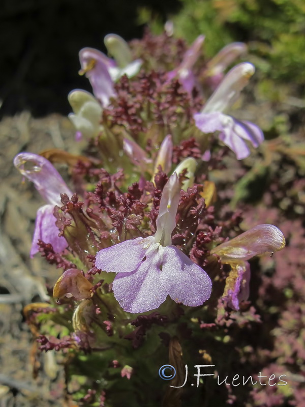 Pedicularis sylvatica lusitanica.09