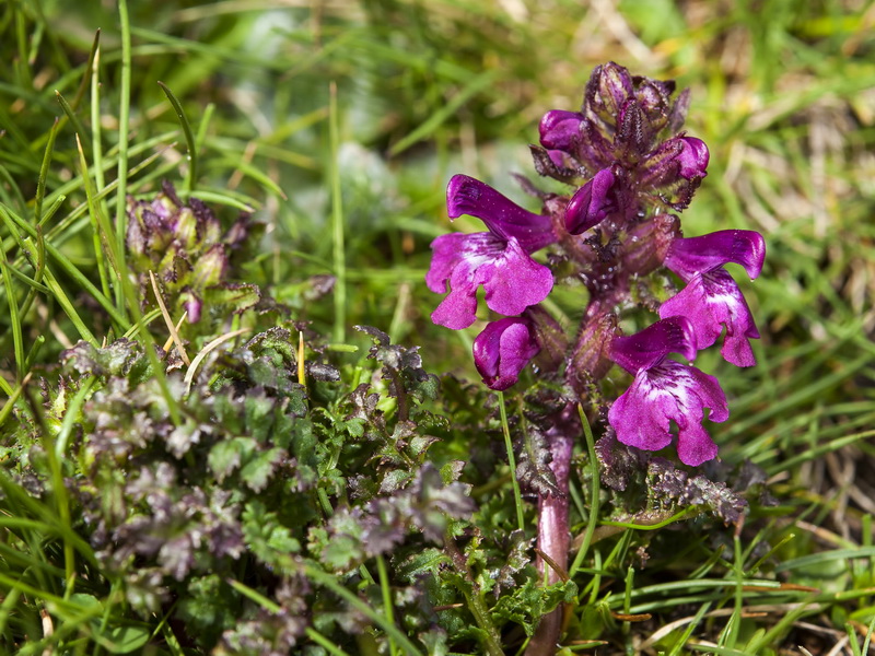 Pedicularis verticillata caespitosa.03
