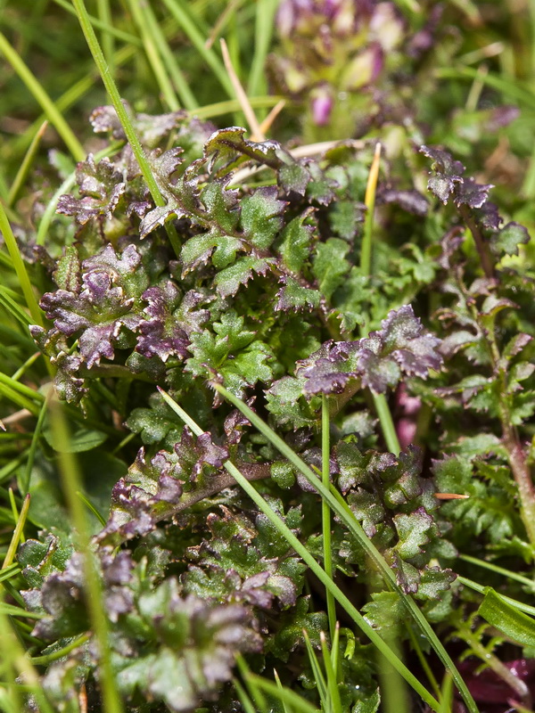 Pedicularis verticillata caespitosa.04