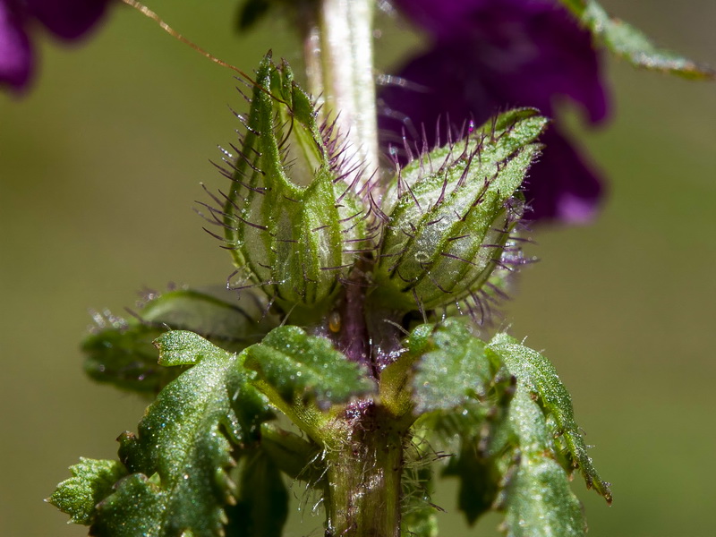 Pedicularis verticillata caespitosa.05