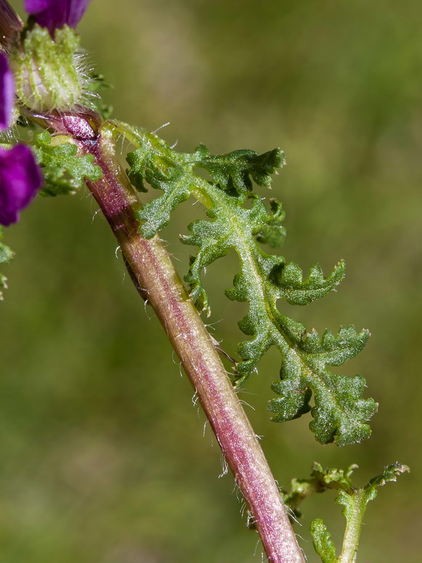 Pedicularis verticillata caespitosa.06