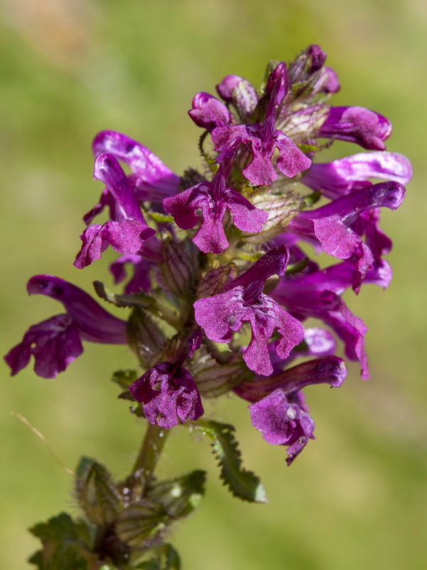 Pedicularis verticillata caespitosa.09