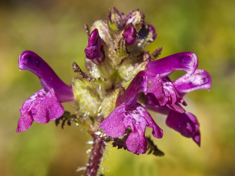 Pedicularis verticillata caespitosa.12