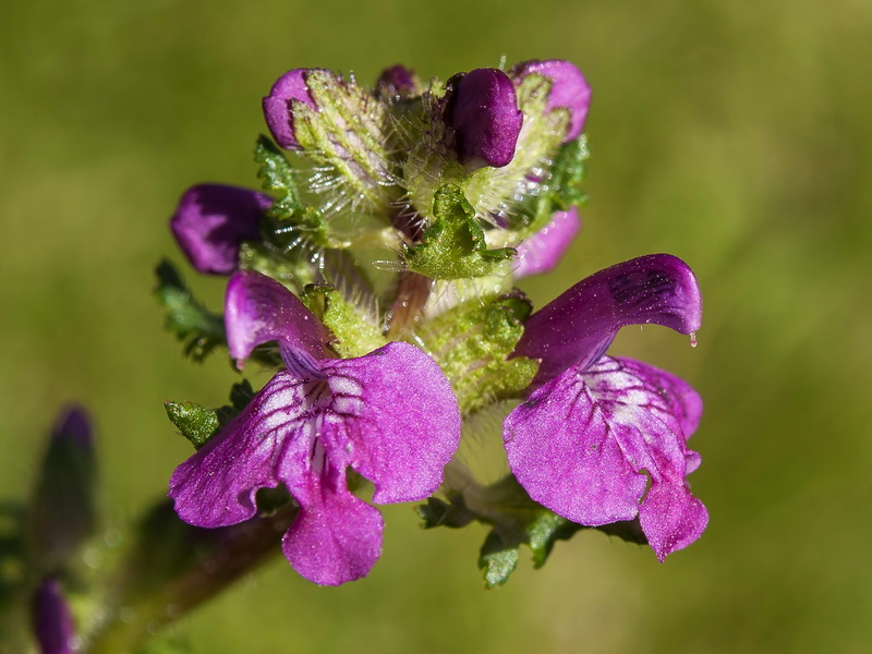 Pedicularis verticillata caespitosa.13