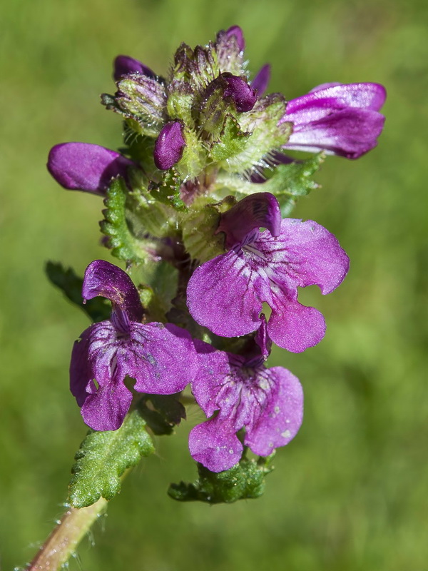 Pedicularis verticillata caespitosa.14