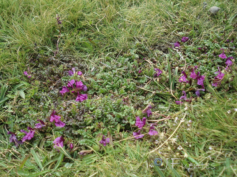 Pedicularis verticillata caespitosa.18
