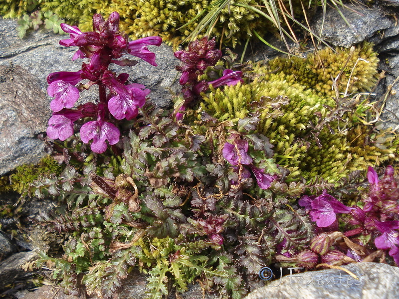 Pedicularis verticillata caespitosa.19