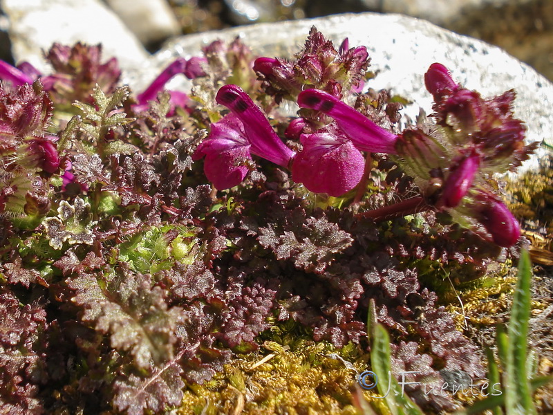 Pedicularis verticillata caespitosa.21