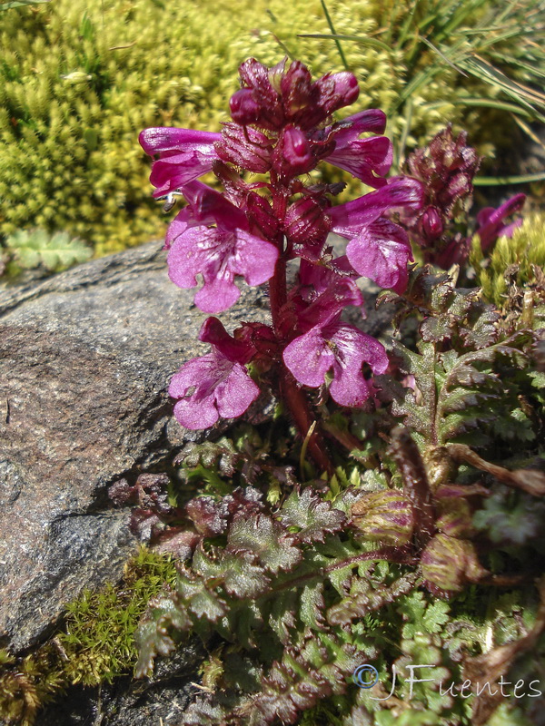 Pedicularis verticillata caespitosa.22