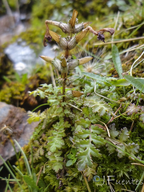 Pedicularis verticillata caespitosa.25