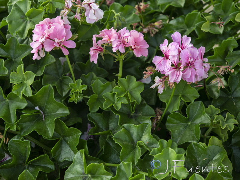 Pelargonium peltatum.01