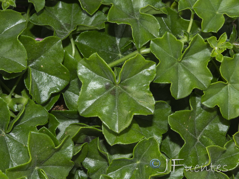 Pelargonium peltatum.02