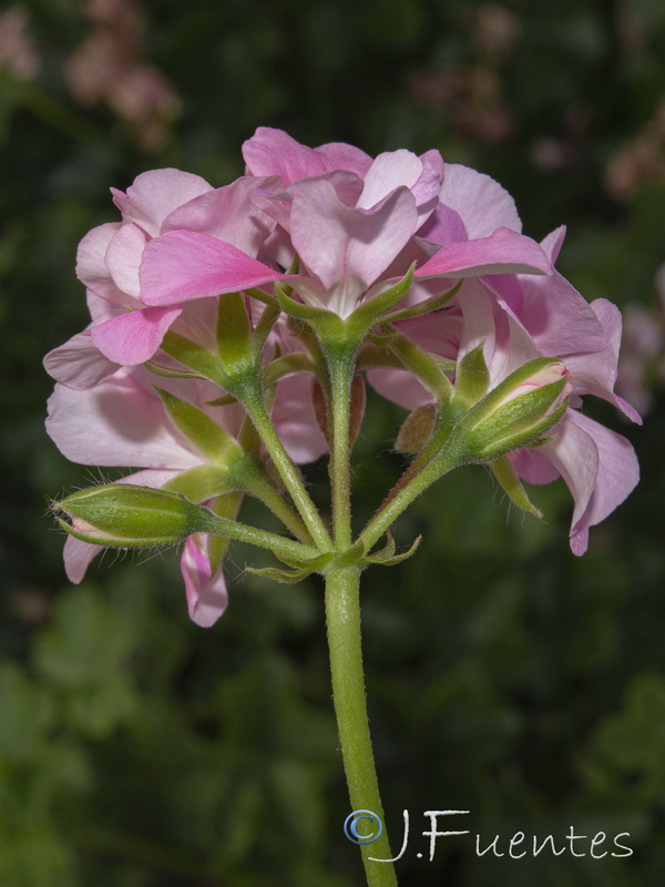 Pelargonium peltatum.03