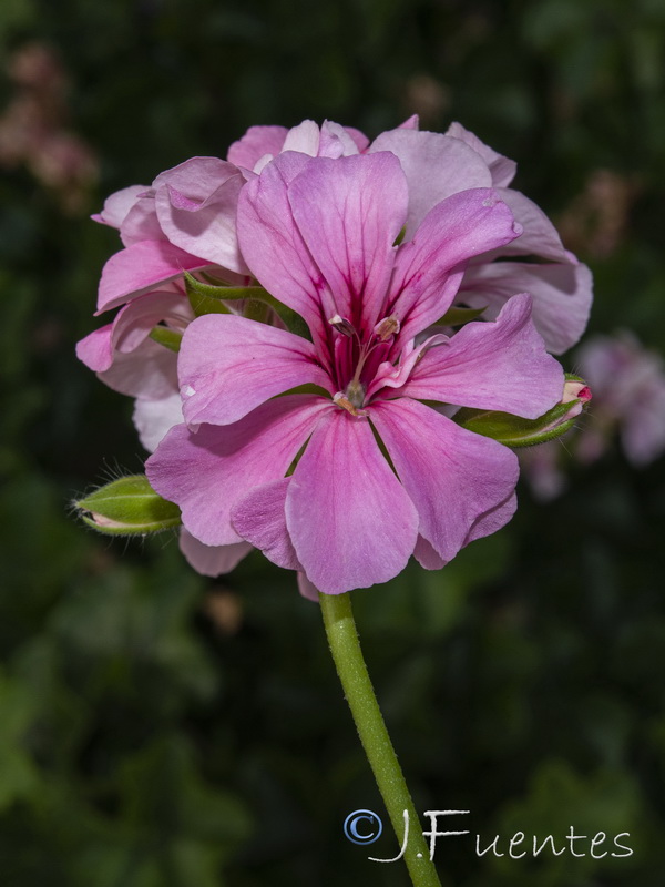 Pelargonium peltatum.04