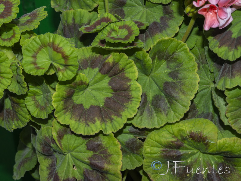 Pelargonium zonale.03